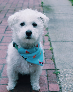 Dog Bandanna