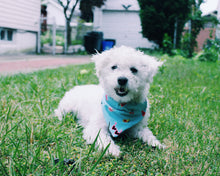 Cargar imagen en el visor de la galería, Dog Bandanna
