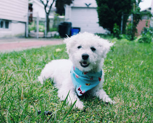 Dog Bandanna