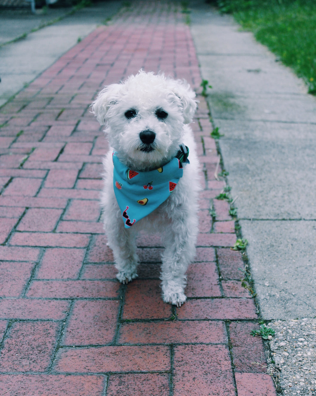 Dog Bandanna